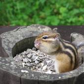 オーベルジュ チミケップホテル（北海道 リゾートホテル） / 5