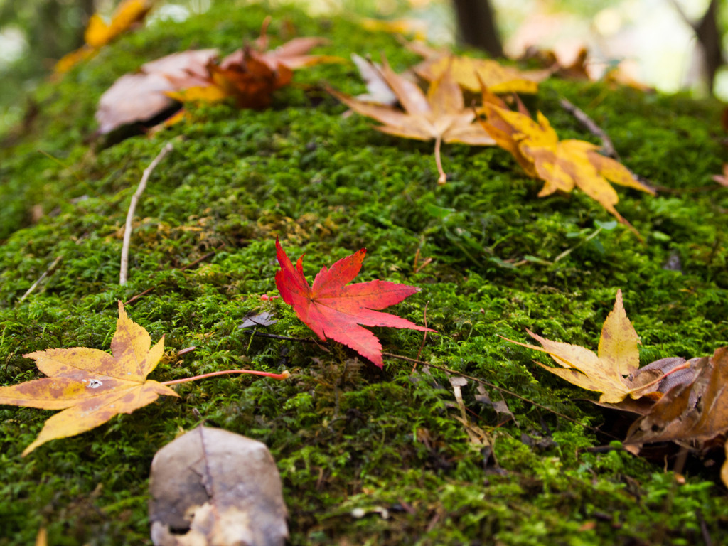 広島・内陸エリアのホテル3916001