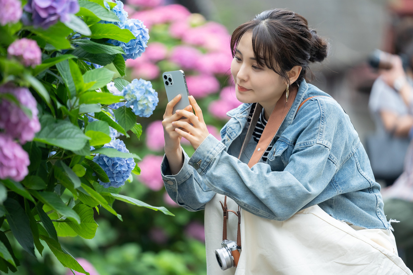 あじさいを撮る女性　観光地で記念撮影する女性