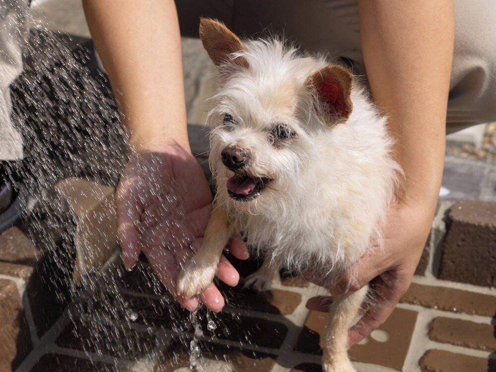 ペット用設備・サービス
