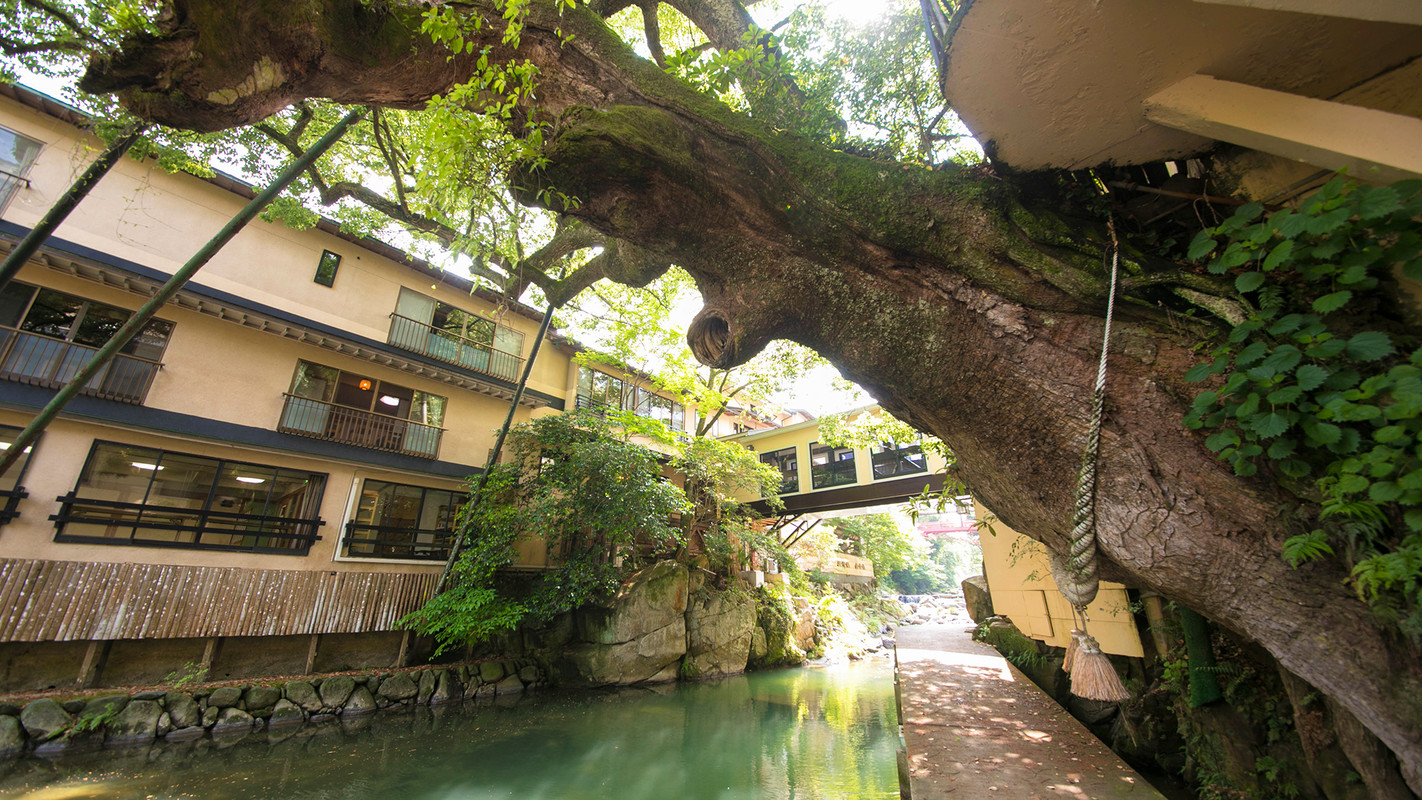 旅館外観と楠の木