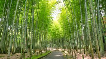 別府公園 竹林 / 6