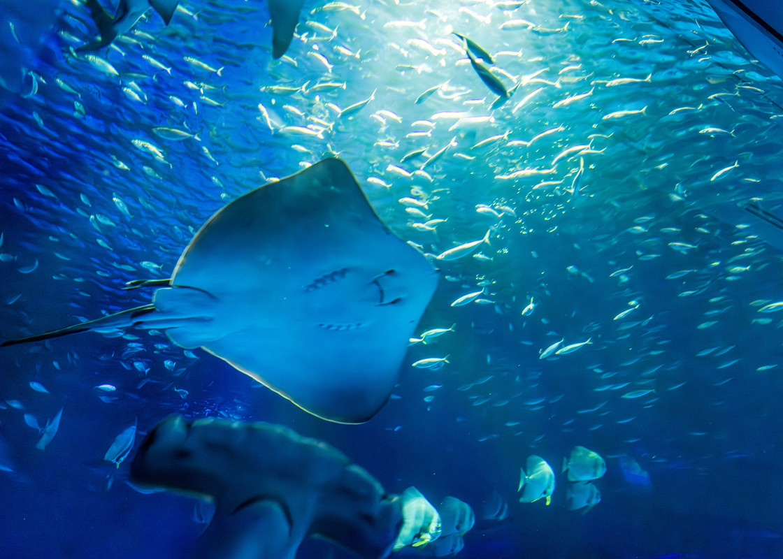 海洋館アクアスの生物①