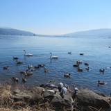 諏訪湖(長野県諏訪市)（スワコ）