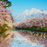 日本一と名高い弘前の桜！必見の弘前公園とさくらまつりをご紹介♪