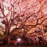 しだれ桜が美しい！桜とライトアップが楽しめる駒込「六義園」