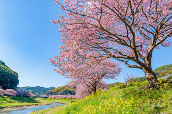 Minamiizu Kawazu cherry blossoms and rape blossoms along the Aono River