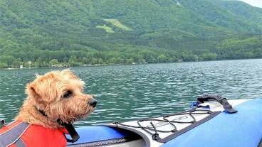 ペット同伴可 / 21