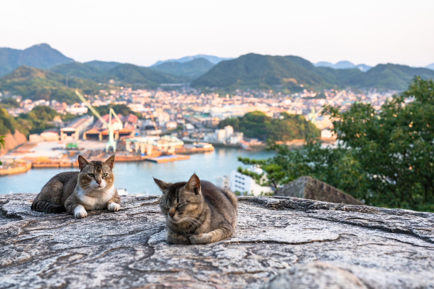 《広島県》猫の街・尾道《ポンポン岩にて》