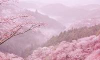 ”日本一の桜”吉野山のお花見旅行におすすめ旅館6選／奈良