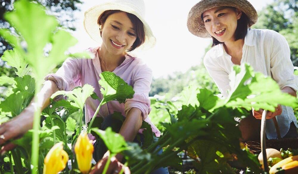 アグリガーデン / 2