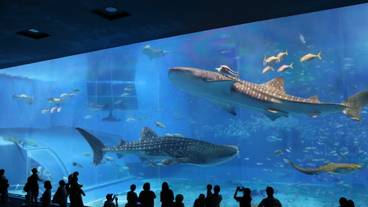 沖縄美ら海水族館のジンベエザメ / 3