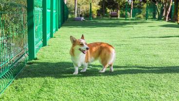 ペット用設備・サービス / 3