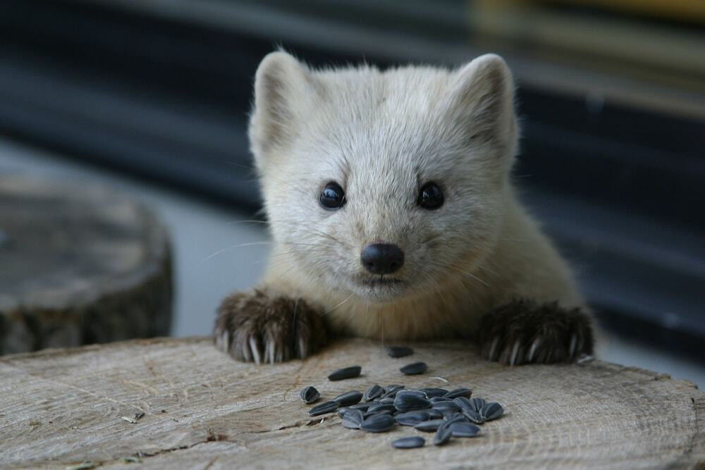 野生動物／エゾクロテン