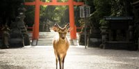 奈良の観光にはずせない！「奈良公園」のおすすめスポット