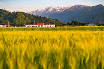 《Toyama》 Wheat field at dusk, peaceful rural scenery