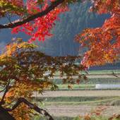 旅荘 茶谷(京都府 民宿) / 4