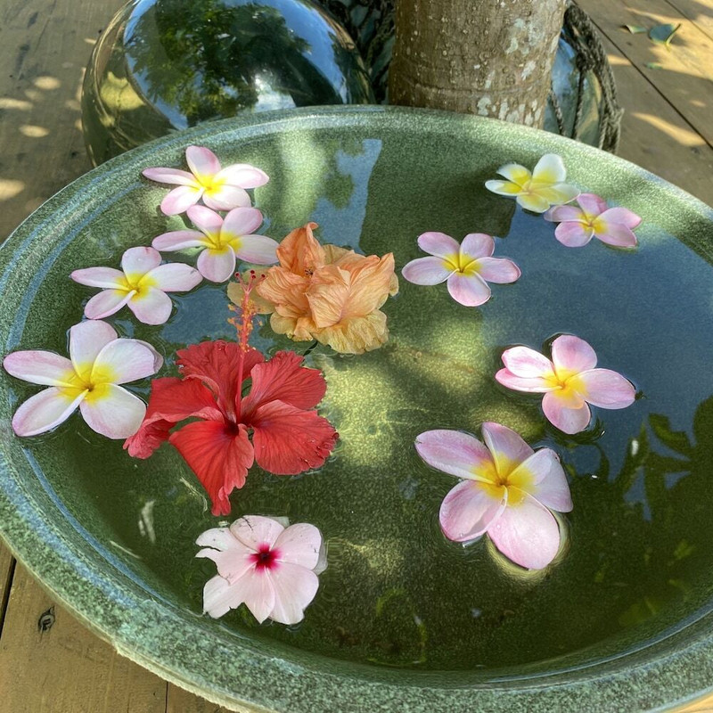 テラス / パティオ