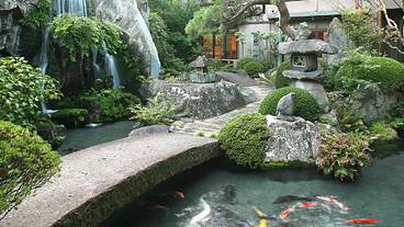 錦鯉が泳ぐ清流 / 2