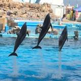 名古屋港水族館（ナゴヤコウスイゾクカン）