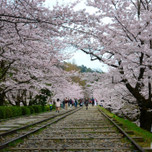 廃線跡にたたずむノスタルジーな桜並木～京都の蹴上インクライン散策