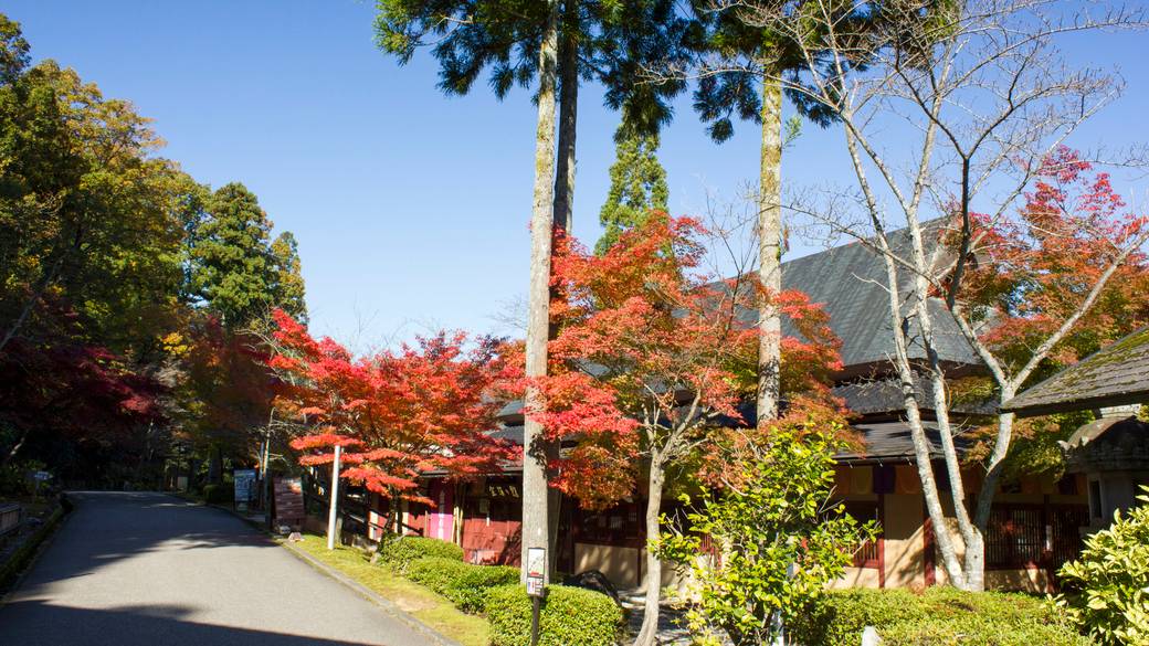 ゆのくにの森の風景 / 2