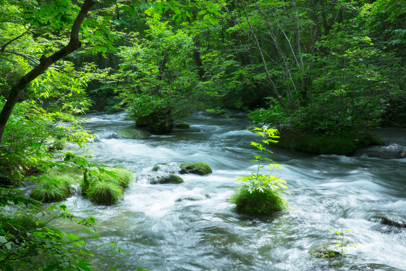 青森_奥入瀬渓流_ツツジ