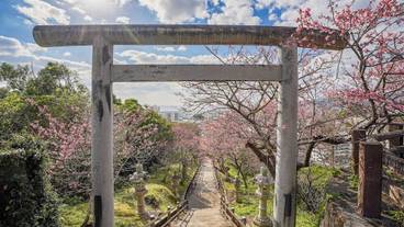 ランド ビュー / 15