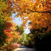 八面山金色温泉 こがね山荘（大分県 旅館） / 3