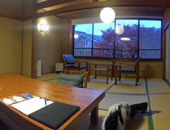 食事も寝るのも愛犬と一緒3933717