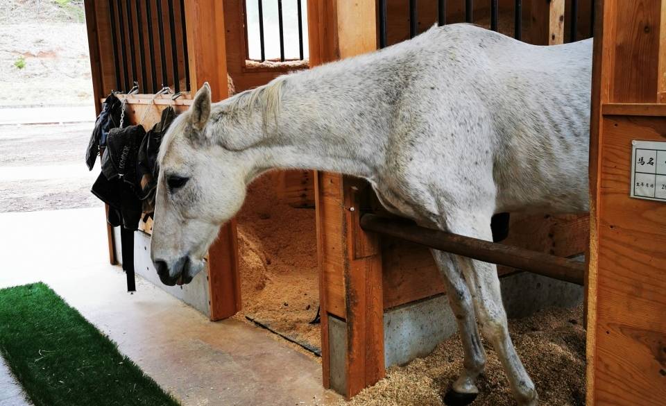 自然を満喫
馬にも癒やされて♪ / 4