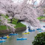 本当に東京？幻想的な桜並木がある千代田区「千鳥ケ淵」