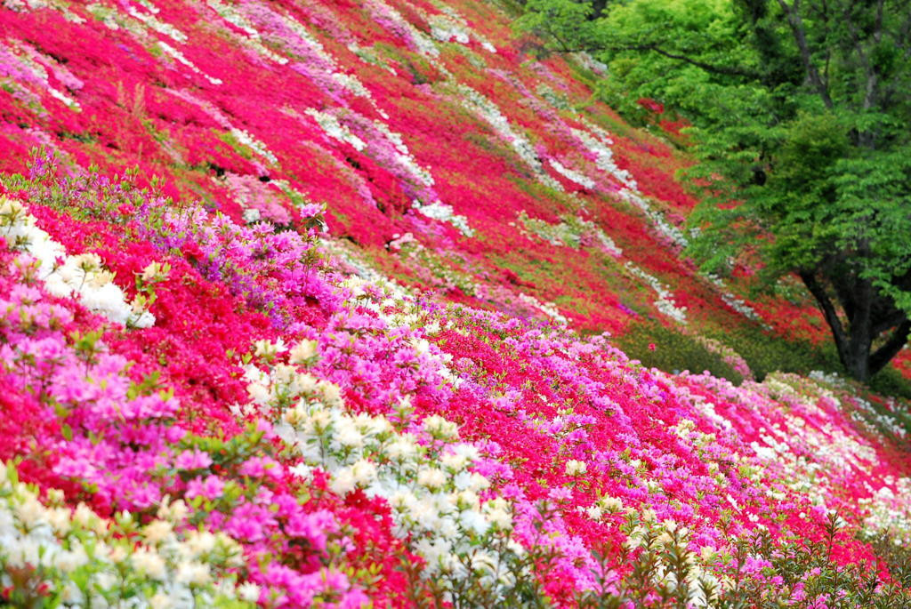 「日本で最も美しい村」から九州・沖縄をご紹介！12223