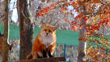  宮城蔵王キツネ村 / 4