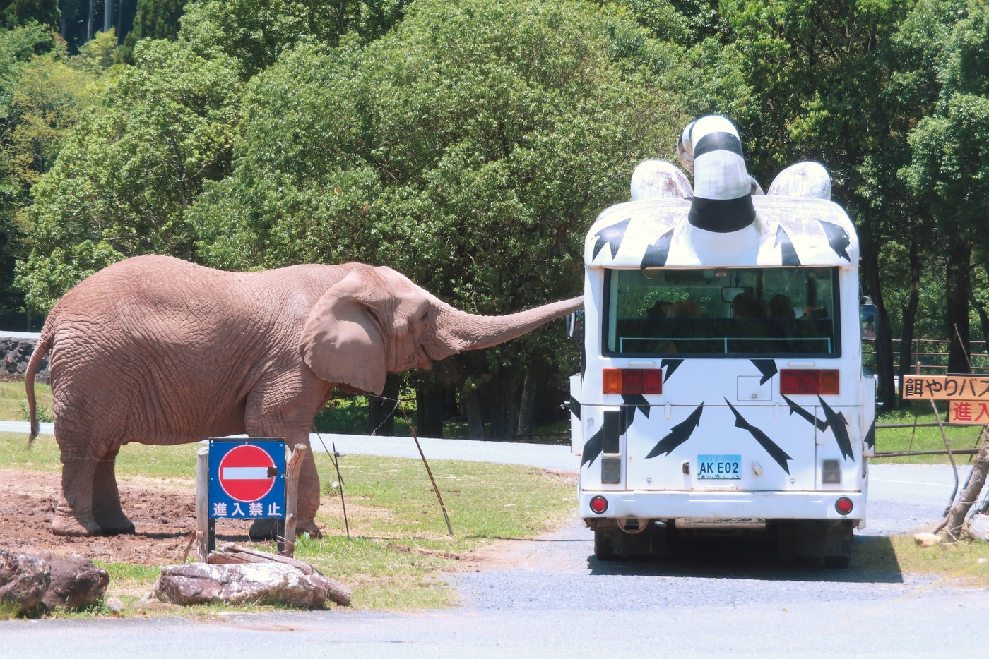 【山口県】秋吉台自然動物公園サファリランド　アフリカゾウとエサやりバス