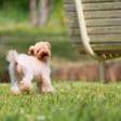 愛犬と旅行♪ペットと泊まれる名古屋のホテルおすすめ5選