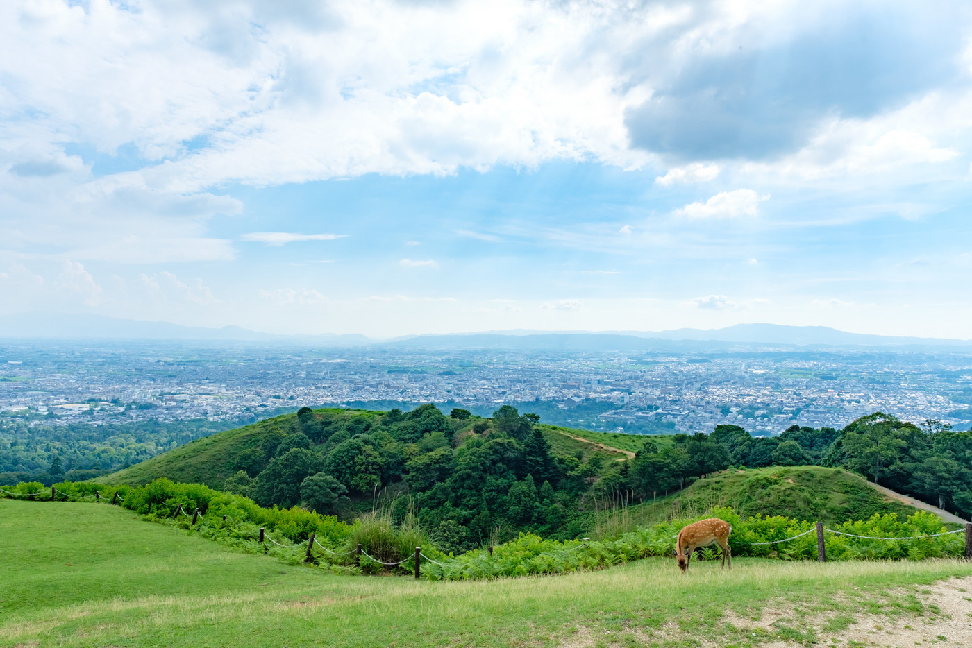 若草山の鹿