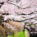 京都「哲学の道」～せせらぎに耳をすませて歩く桜のトンネル