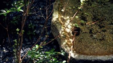 ガーデン ビュー / 5