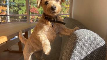 ペット同伴可 / 18