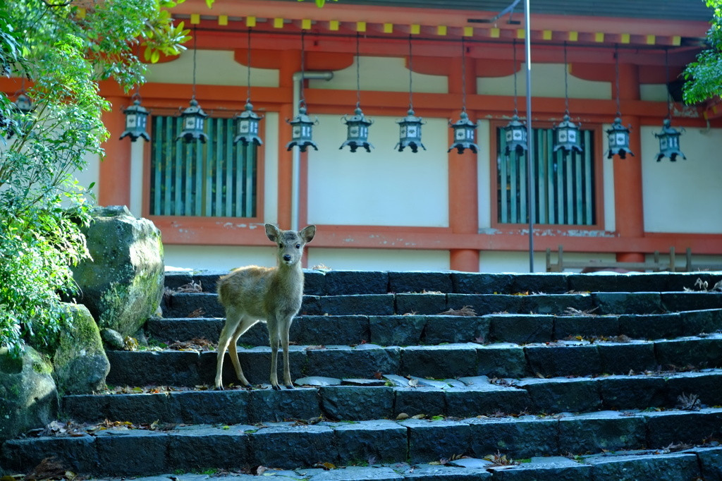 ここは訪れたい、悠久の歴史を感じられる3大寺社3690001