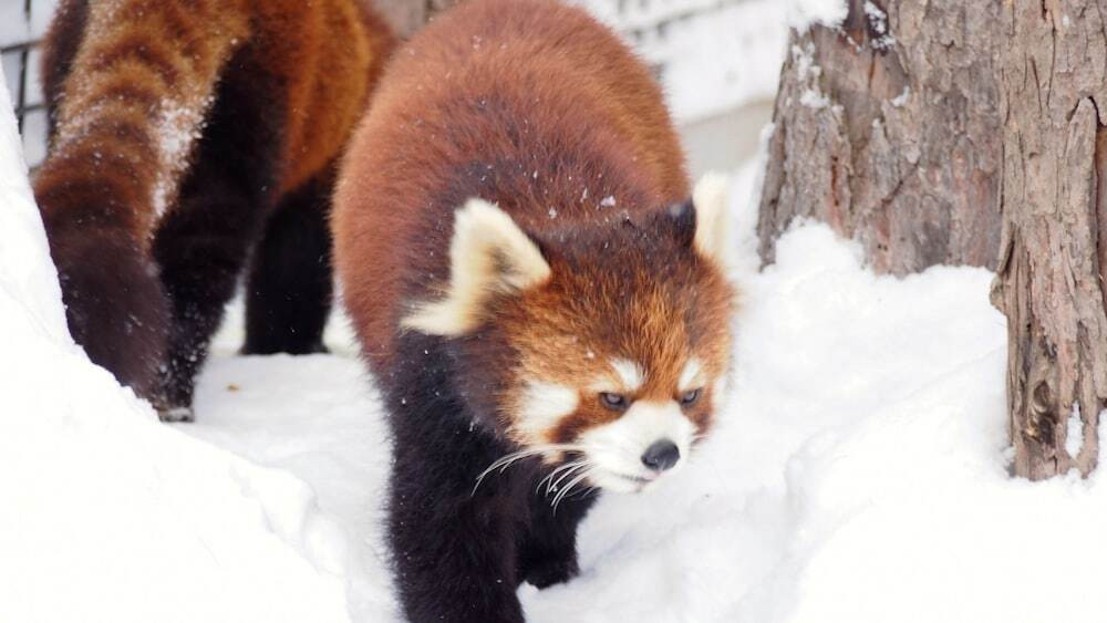 子供向けアクティビティ