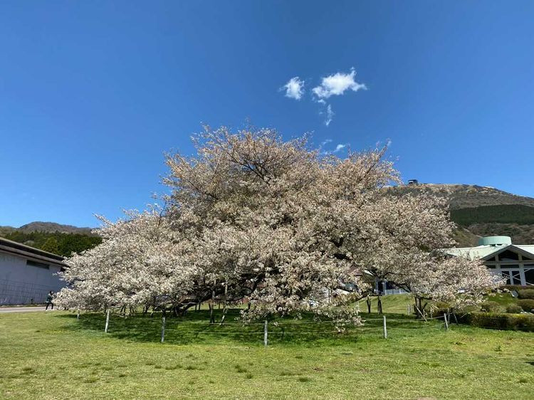 yagi_216さんの写真 / 1