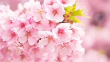 観光スポット / 10