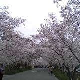 岩脇公園桜まつり（イワワキコウエンサクラマツリ）