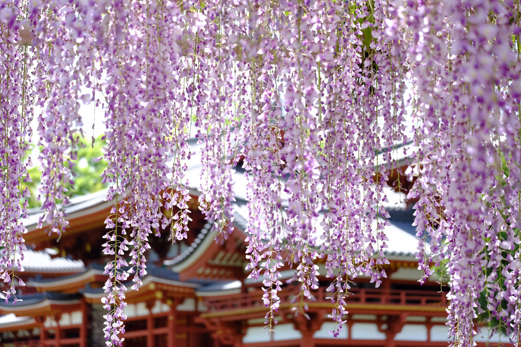 生まれ変わった「平等院」で藤を鑑賞しょう！1554378