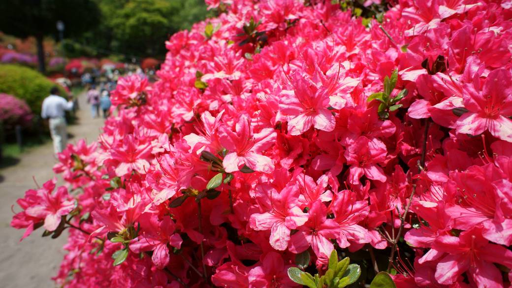 鶴峯公園つつじ祭り / 4