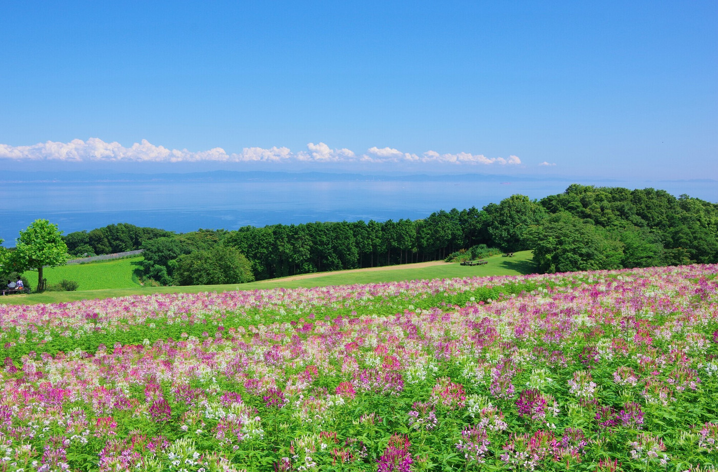 兵庫県淡路島　あわじ花さじき（大阪南部方面を望む）