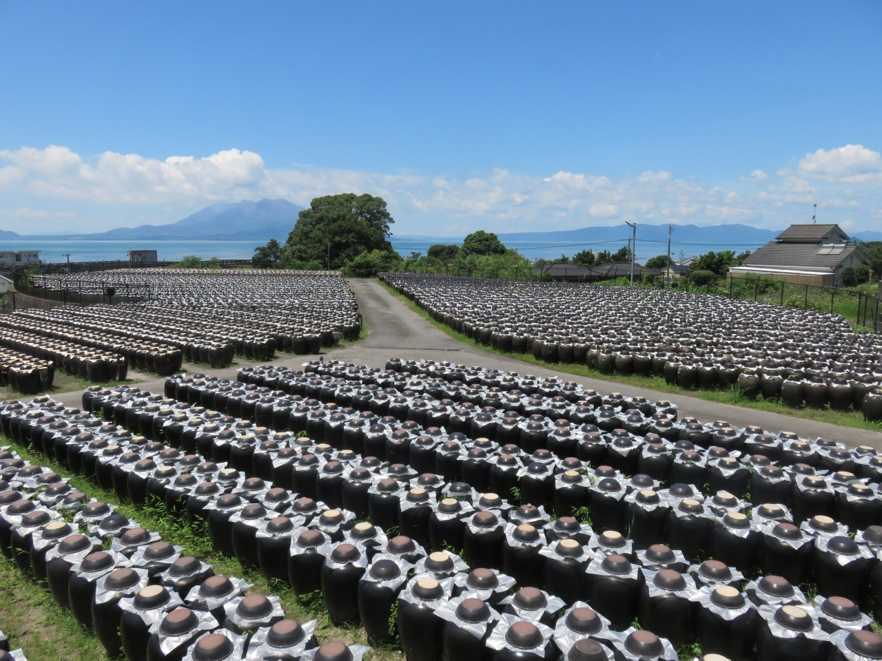 13.ずらりと並ぶ壺が圧巻！「坂元のくろず 壺畑 情報館」4239107