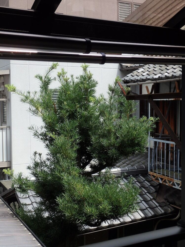 バルコニーからの眺望